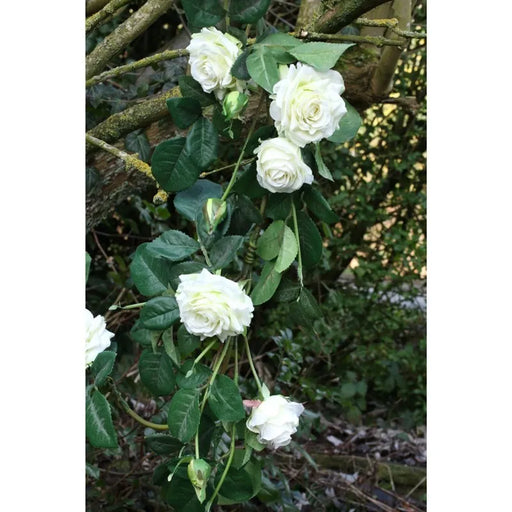 Luxury Rose Garland White - 13 heads (1.8m)