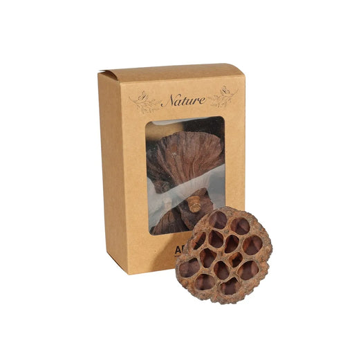 Box of Dried Lotus Heads 6-8cm x 5