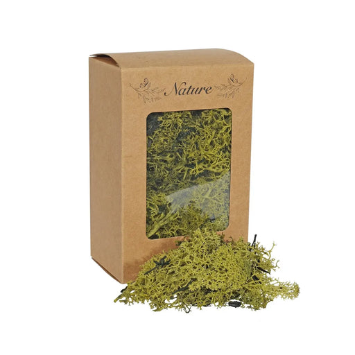 Reindeer Moss Green in presentation box 100g