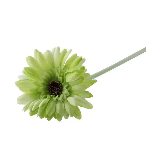 Gerbera - Green