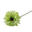 Gerbera - Green