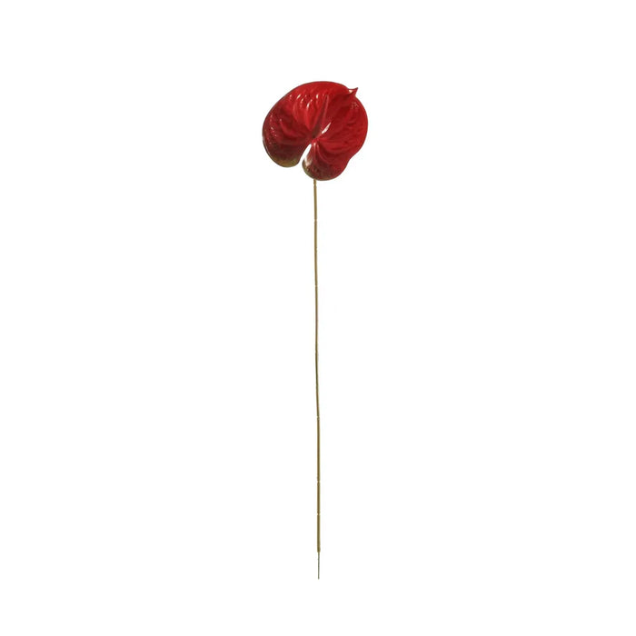 Anthurium - Red