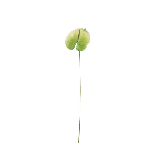 70cm Anthurium - Green/White