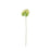 Anthurium - Green/White