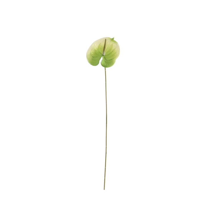 Anthurium - Green/White