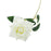 Single Stem Rose x 35cm - White