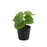13cm Artificial Pilea Potted House Plant