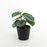 13cm Artificial Calathea Potted House Plant
