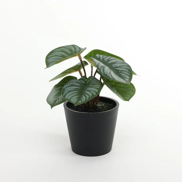 13cm Artificial Calathea Potted House Plant