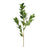 Bay Leaf Spray