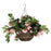 Fuchsia Hanging Basket