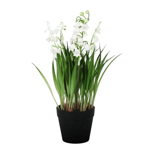 Lily of the Valley Potted - 25cm