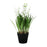 Lily of the Valley Potted - 25cm