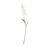 Garden Stock Flower x 25cm - White