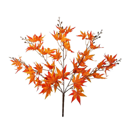 Acer Palmatum Bush - Orange