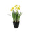 Mini Daffodil Potted - 25cm