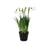 Snowdrop Potted - 25cm