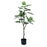 Botanica Fig Tree in pot - 105cm