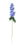 Arundel Garden Delphinium Blue