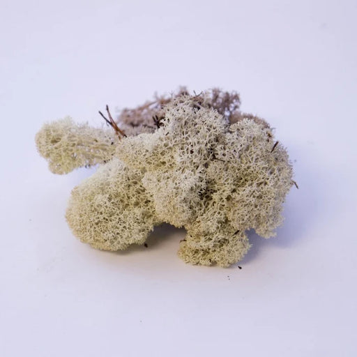 Reindeer Moss Natural in Presentation Box - 100g