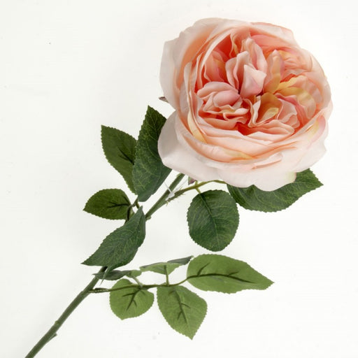 Garden Rose - Peach x 60cm Long