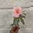 Single Stem Ranunculus Pick x 26cm - Pink