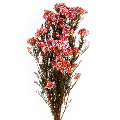 Preserved Rice Flower PINK - 60cm tall - 100g