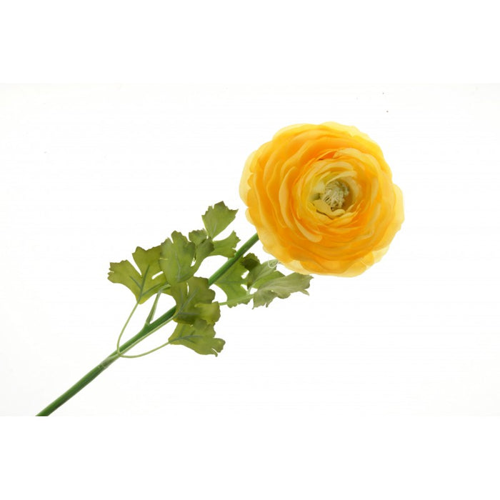 Single Ranunculus - 60cm long - Yellow