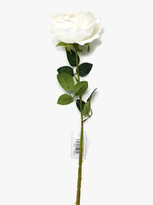 Austin Rose x 68cm - Single Stem - Ivory