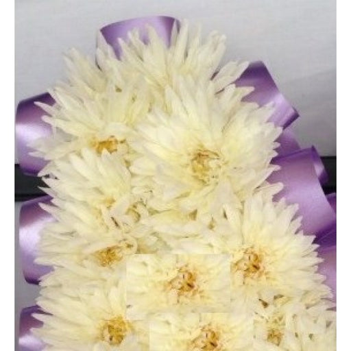 144 Artificial Cream Chrysanthemum  Picks 