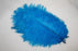 10 ostrich feathers Turquoise L987