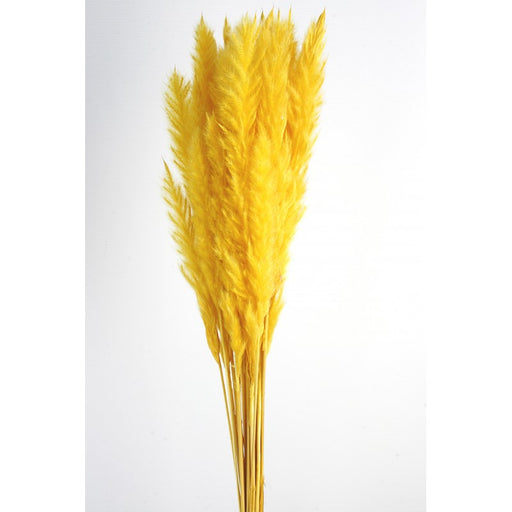 Pluma Decorativa - Yellow - Small Pampas Grass - 50/60cm long, approx. 20pcs per pk