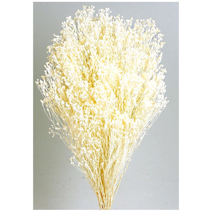 Preserved Broom Blooms x 100g - White