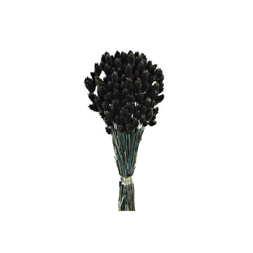  Dried Phalaris x 80cm - 150g per pk - Black