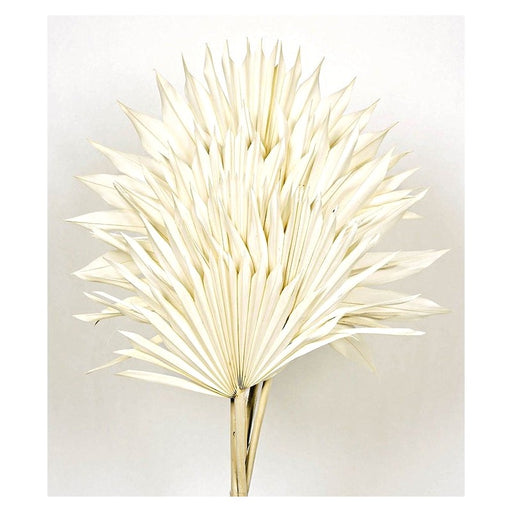 Dried Sun Palm - White - 6pcs per pk