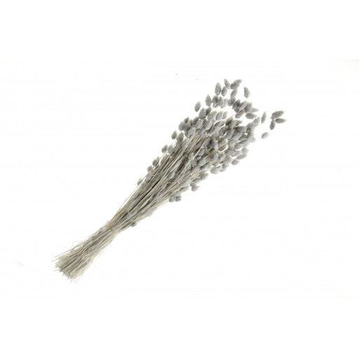 Natural Dried Phalaris - Grey - 80cm long - 150g per pk