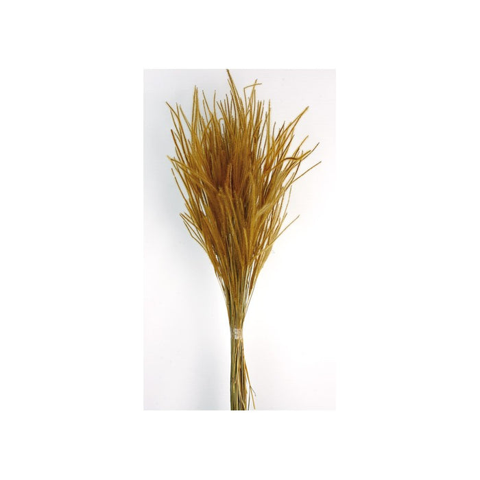 50g of Dried Ouro Grass - Natural - 60cm tall