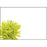 Pack of 50 Florist Cards - Blank Lime Chrysanthemum 