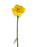 Single Stem Yellow Daffodil x 50cm