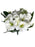 24 Stem Rose Carnation & Alstroemeria - Cream