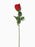 55cm Single Stem Red Rose