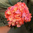 5 Stem Pink & Coral Mixed Colour Hydrangea Bush x 40cm