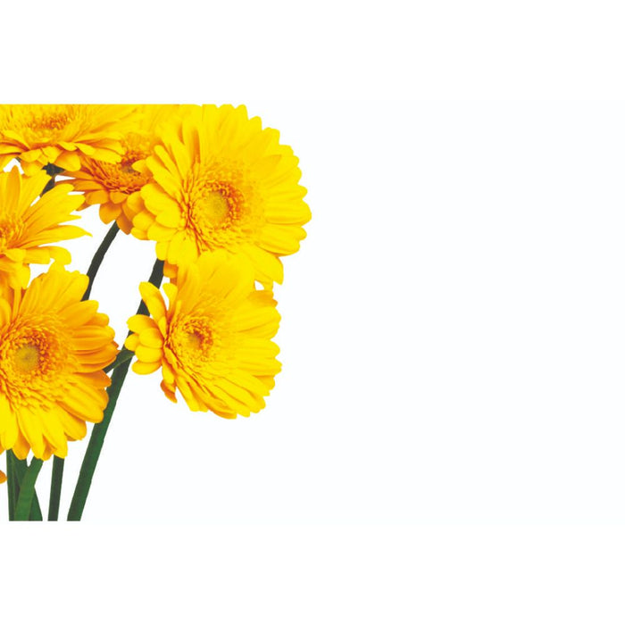50  Blank Florist Cards - Yellow Gerberas