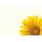 50  Blank Florist Cards - Yellow Sunflower