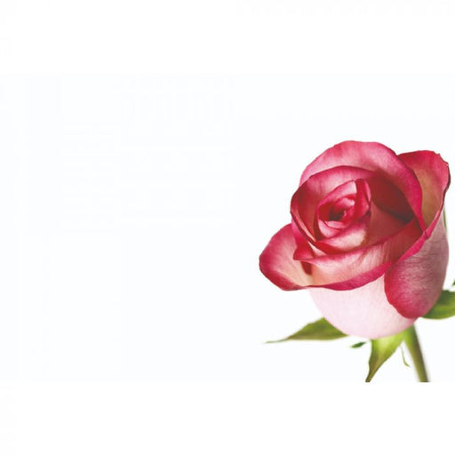 50 Blank  Florist Cards - Pink Rose