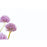 50 Florist Cards , Blank with Purple Allium 60-00169