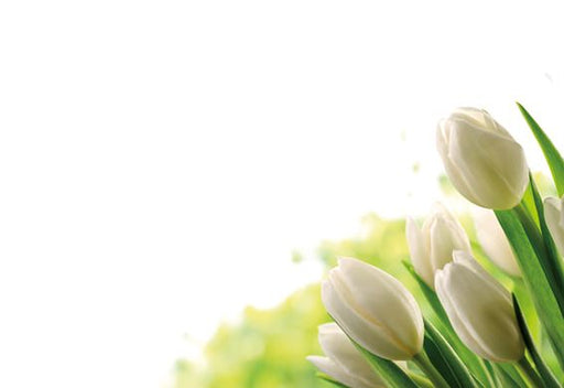 50 Blank  Florist Cards - Ivory Tulips