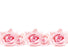 50  Blank  Florist Cards - Pink Roses