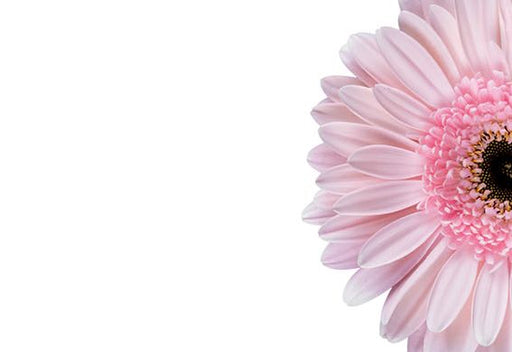 50 Blank Florist Cards - Pale Pink Gerbera