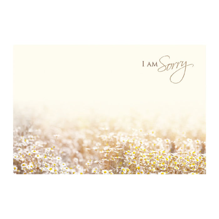 50 Florist Cards - I Am Sorry - Daisies